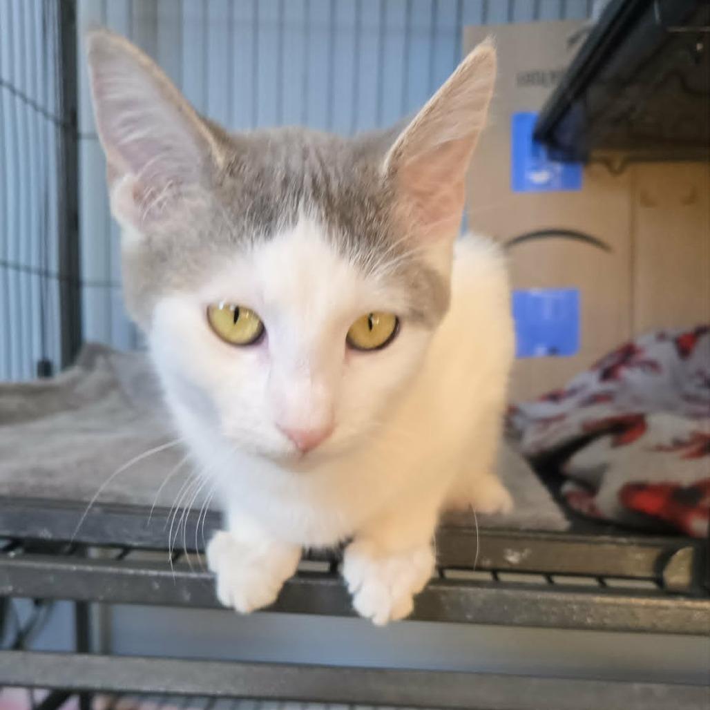 Enlarge Claire, a Adoptable Domestic Short Hair in LYLE, MN image 1/4