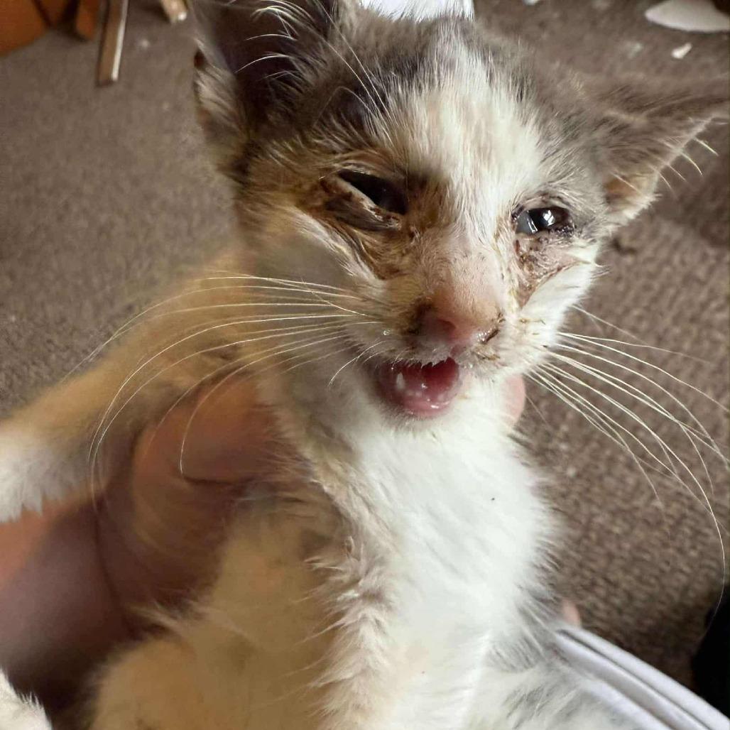 Enlarge Claire, a Adoptable Domestic Short Hair in LYLE, MN image 2/4