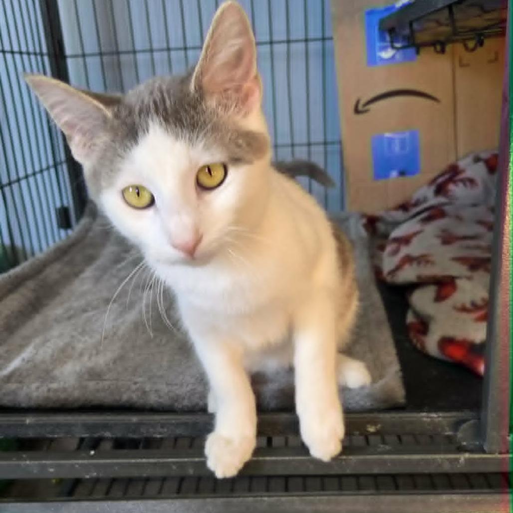 Enlarge Claire, a Adoptable Domestic Short Hair in LYLE, MN image 3/4