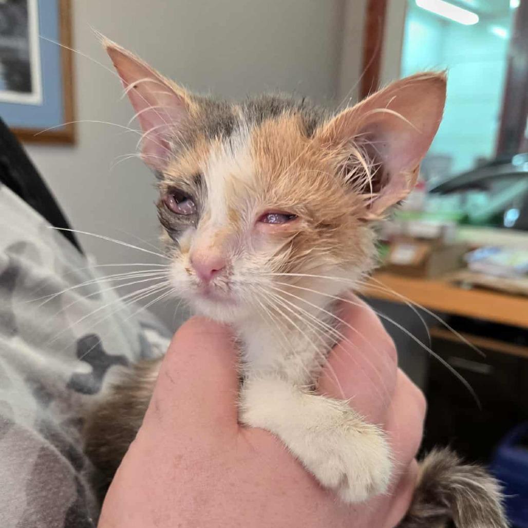 Enlarge Claire, a Adoptable Domestic Short Hair in LYLE, MN image 4/4