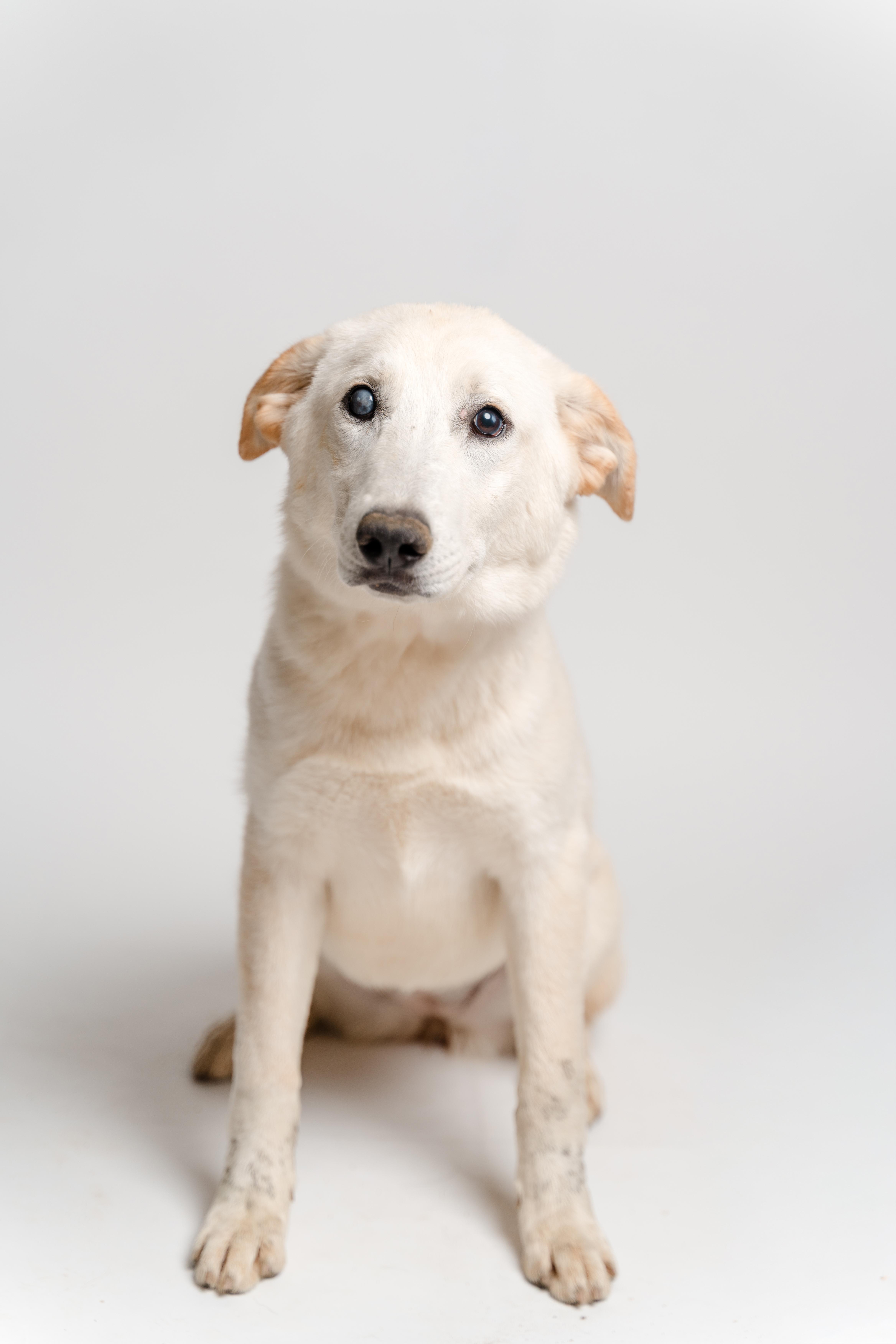 Alaya — thumbnail 5