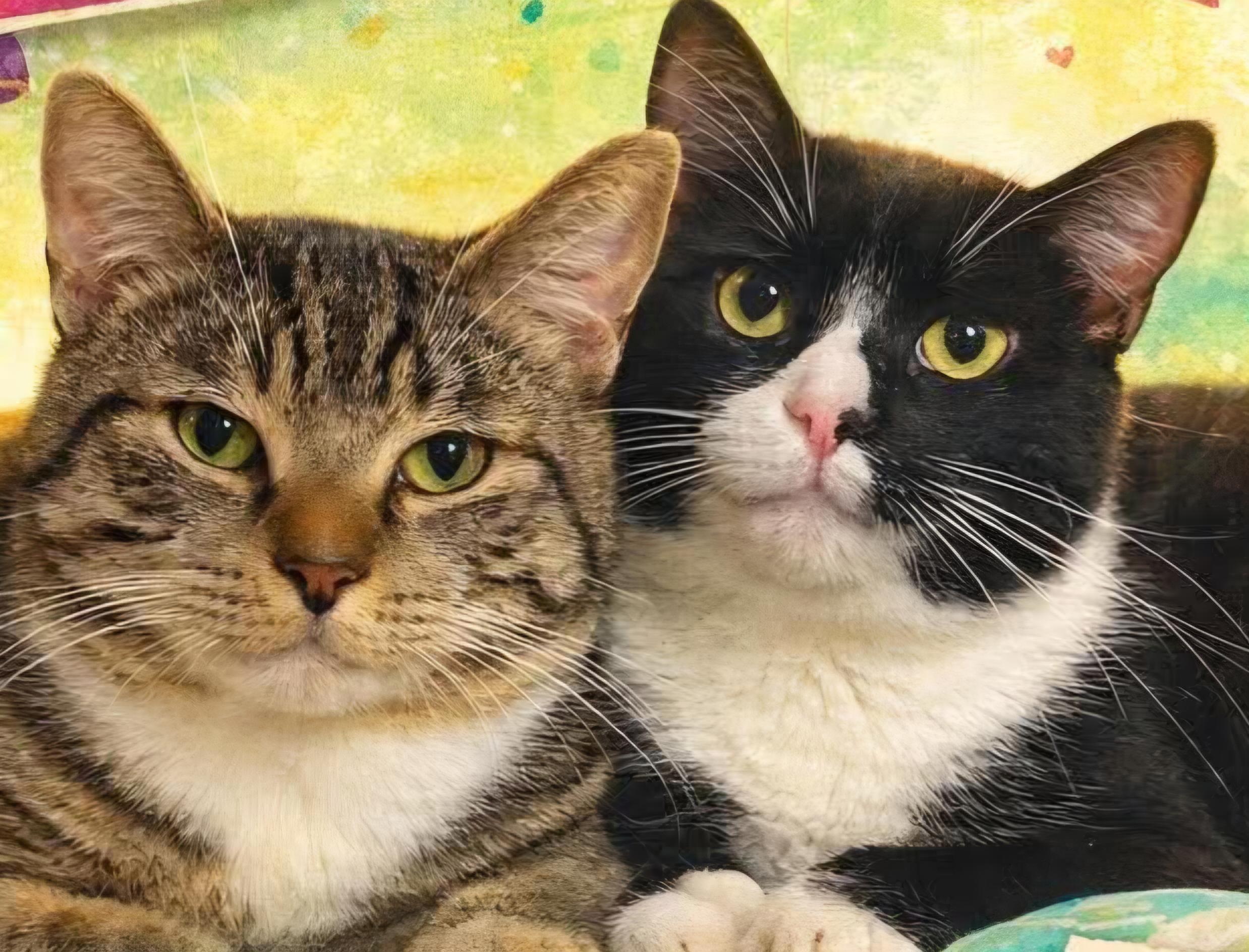 Enlarge Gumbo & Biscuit, an adopted Domestic Short Hair in Stratford, CT image 1/4