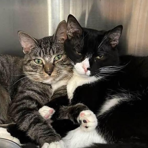 Enlarge Gumbo & Biscuit, an adopted Domestic Short Hair in Stratford, CT image 4/4