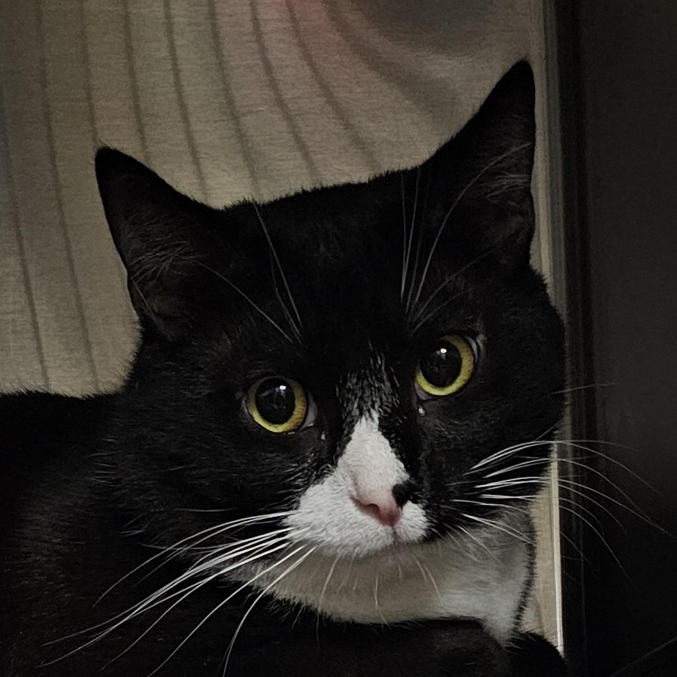 Enlarge Gumbo & Biscuit, an adopted Domestic Short Hair in Stratford, CT image 3/4