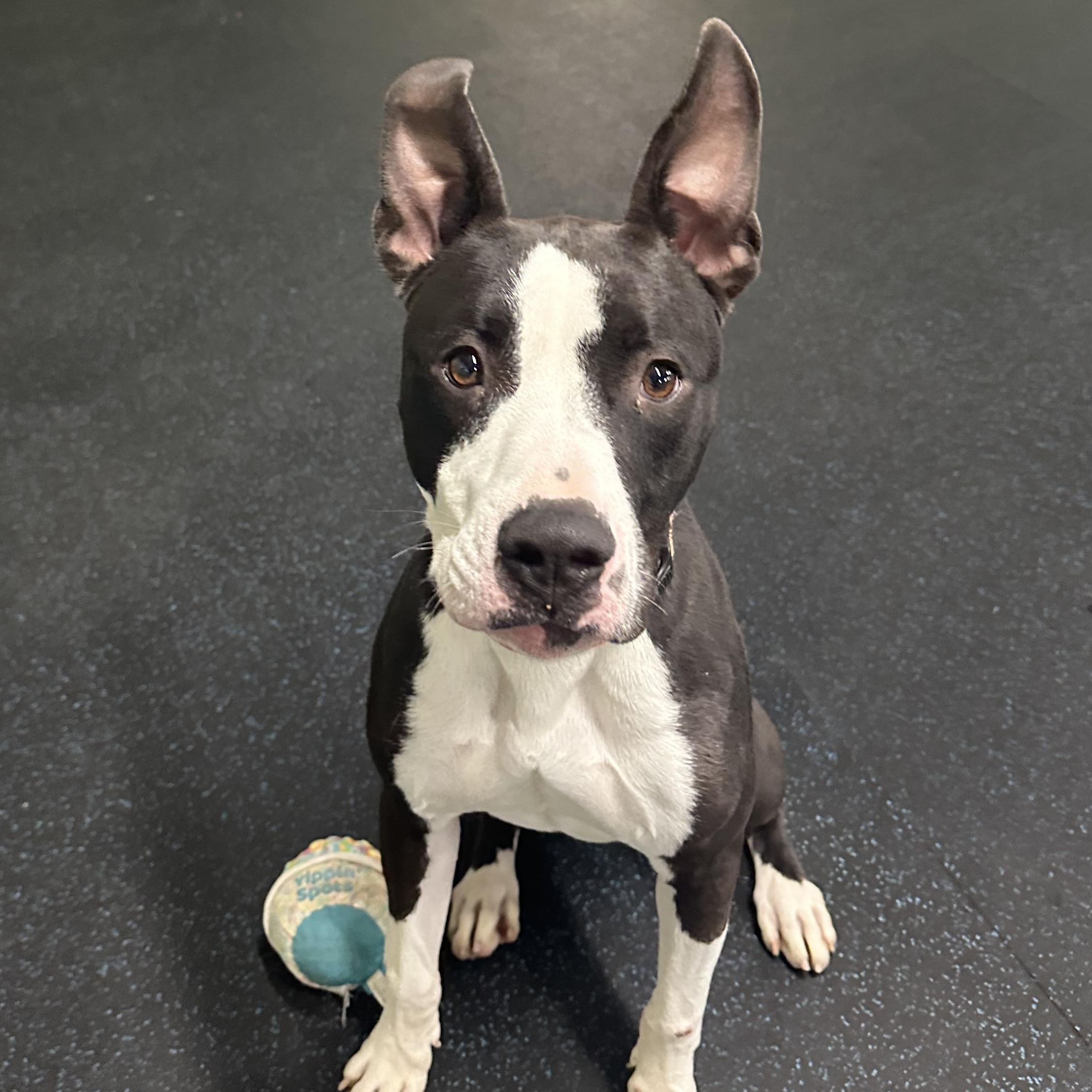 Buddy, a Adoptable mixed breed in Youngstown, OH image 1/5