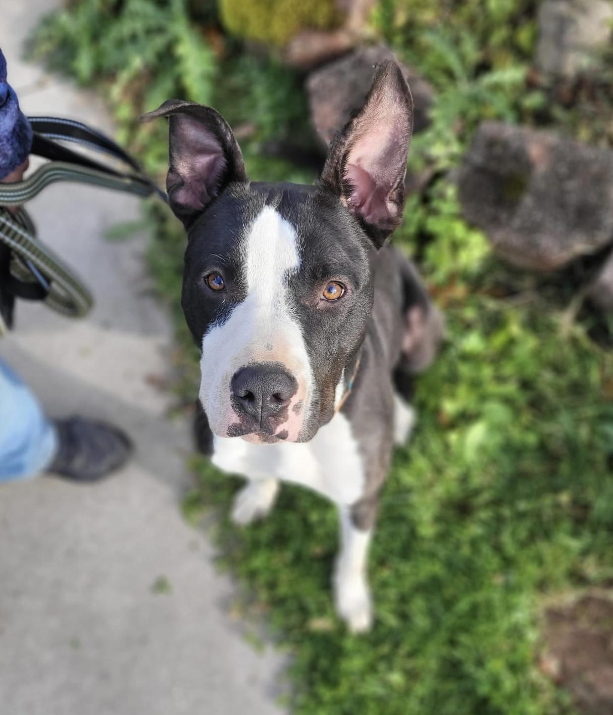 Enlarge Buddy, a Adoptable mixed breed in Youngstown, OH image 1/6