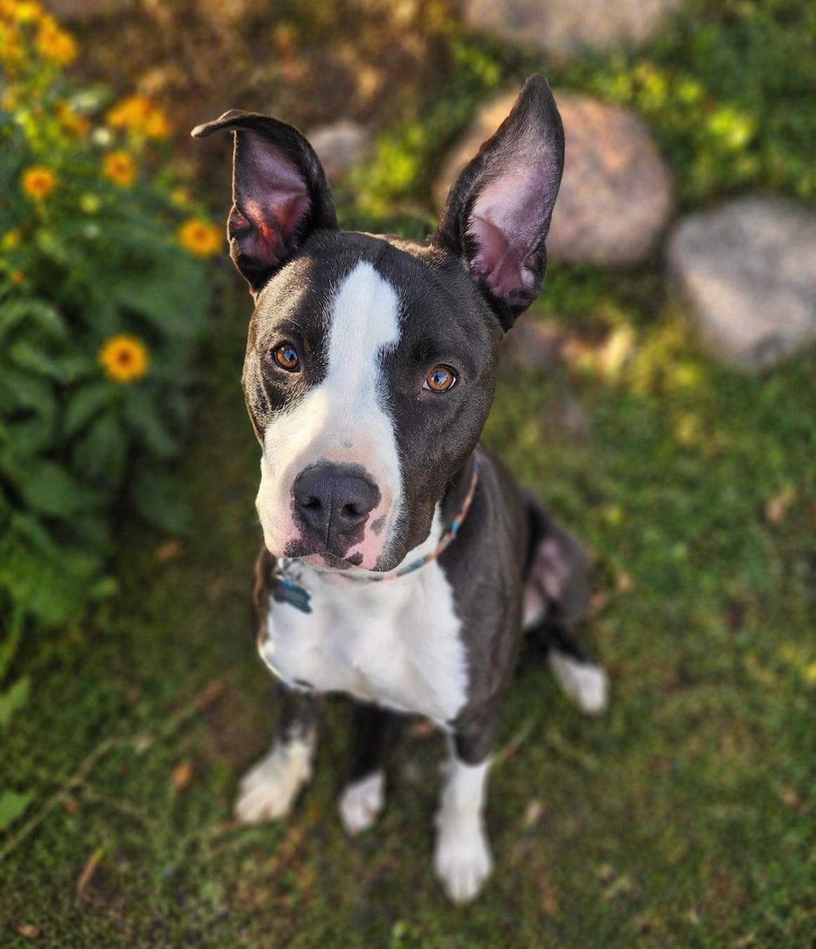Buddy, Adoptable, Young Male American Staffordshire Terrier & Great Dane.