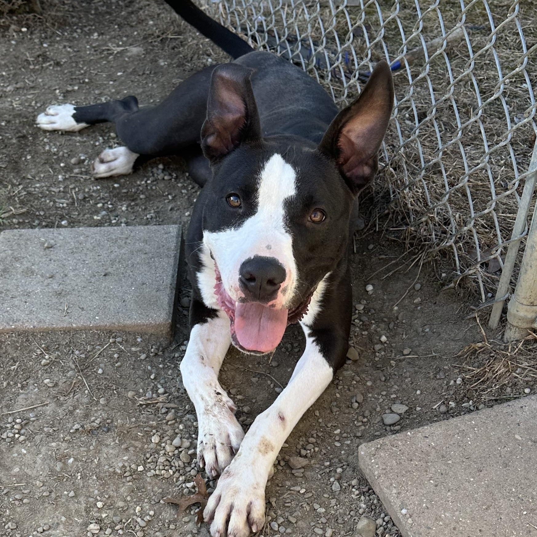 Buddy, a Adoptable mixed breed in Youngstown, OH image 3/5