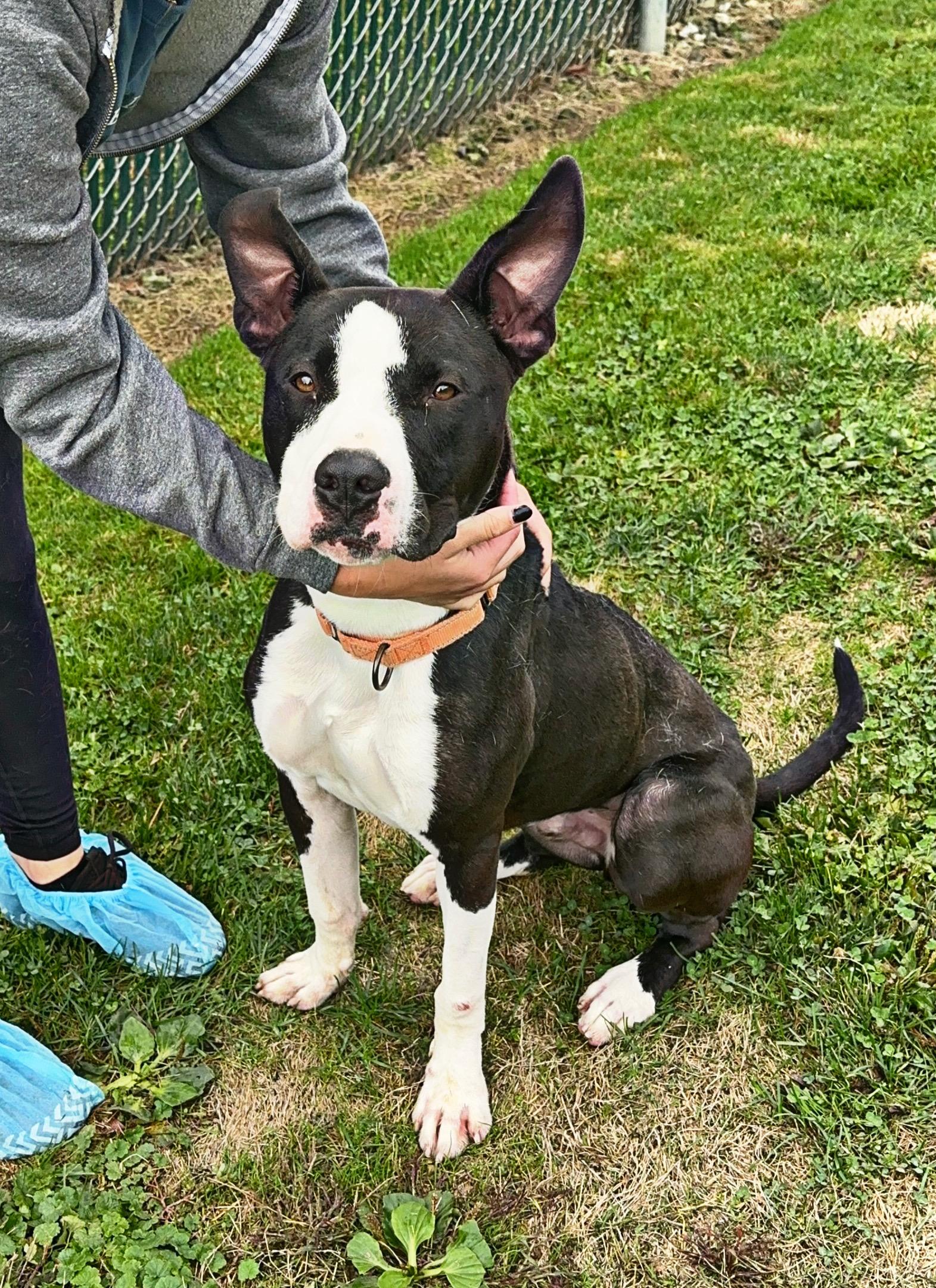 Buddy, a Adoptable mixed breed in Youngstown, OH image 4/5