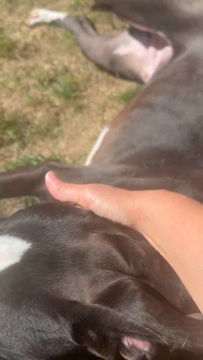 Enlarge Buddy, a Adoptable mixed breed in Youngstown, OH video 5/5