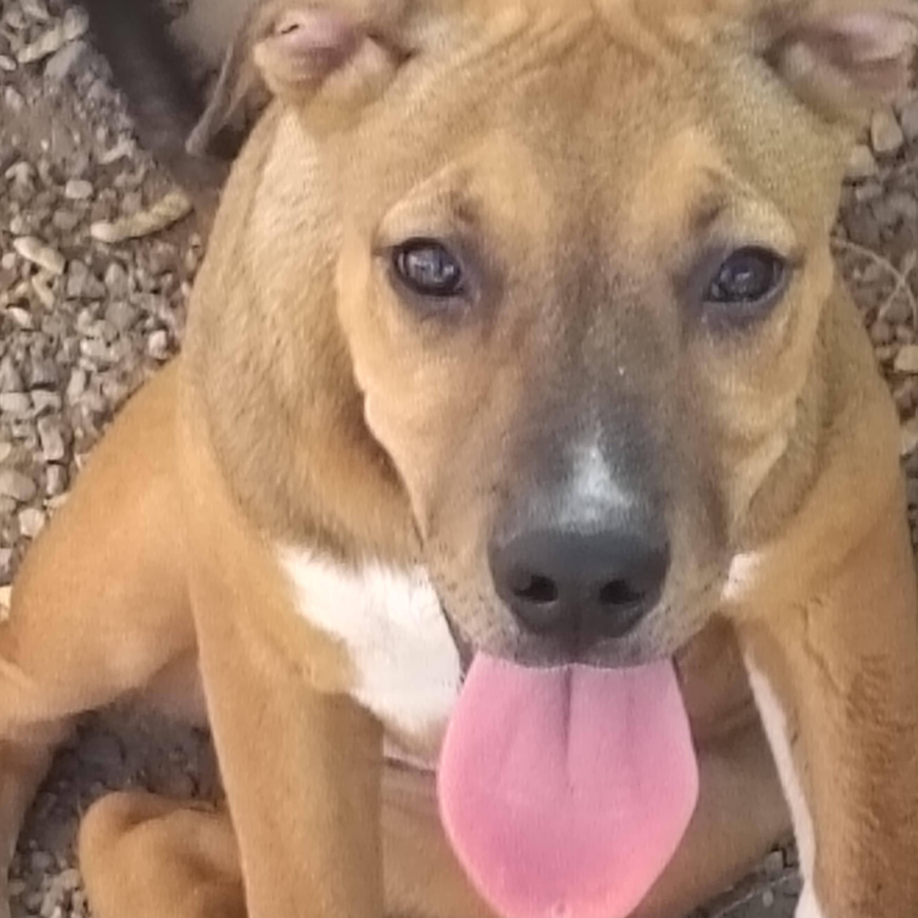 Clara, an adoptable Mixed Breed in Parker, AZ, 85344 | Photo Image 1