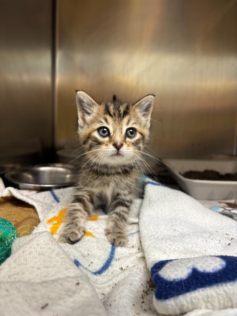 Gretel, Adopted, Kitten Female Domestic Short Hair.