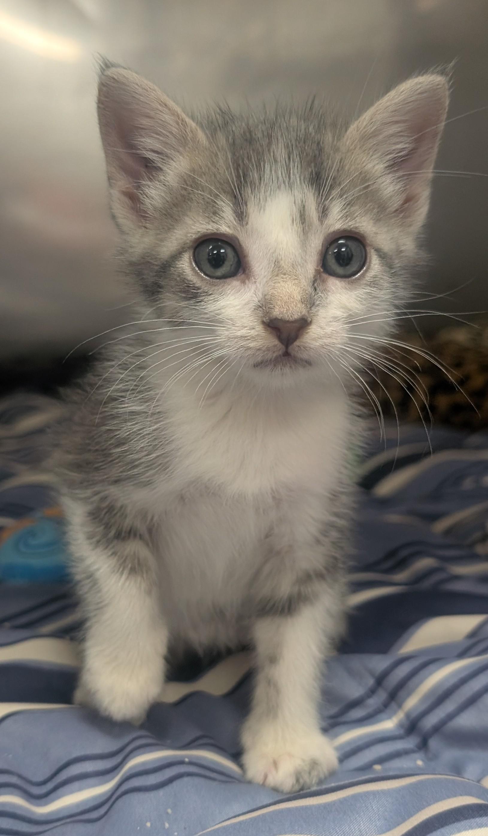 Tony, Adoptable, Young Male Domestic Short Hair.