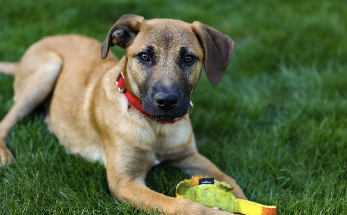 Hashtag, an adopted mixed breed in Pembroke, MA image 3/5