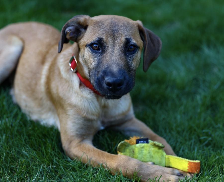 Hashtag, an adopted mixed breed in Pembroke, MA image 1/5