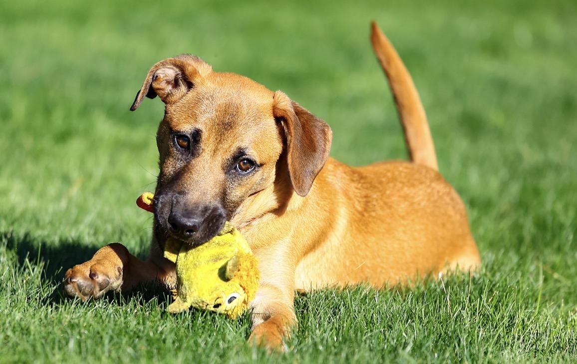 Hashtag, an adopted mixed breed in Pembroke, MA image 2/5