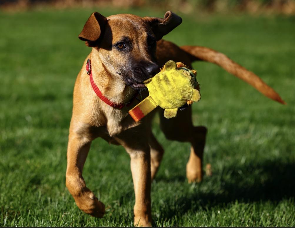 Hashtag, an adopted mixed breed in Pembroke, MA image 5/5
