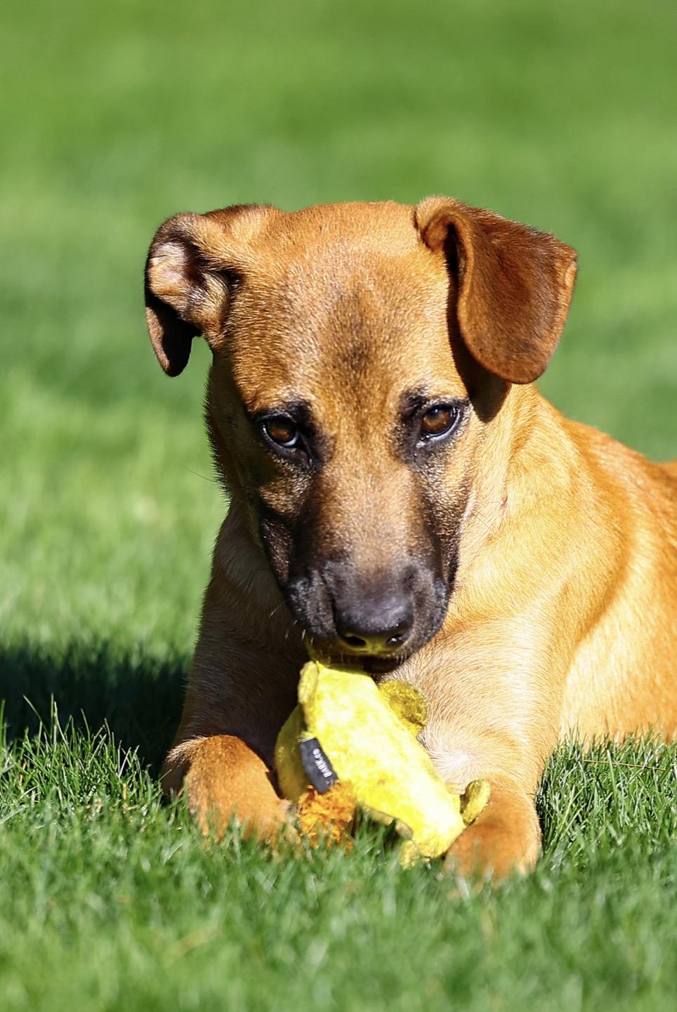 Hashtag, an adopted mixed breed in Pembroke, MA image 4/5