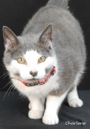 Tippy, Adult Female Domestic Short Hair