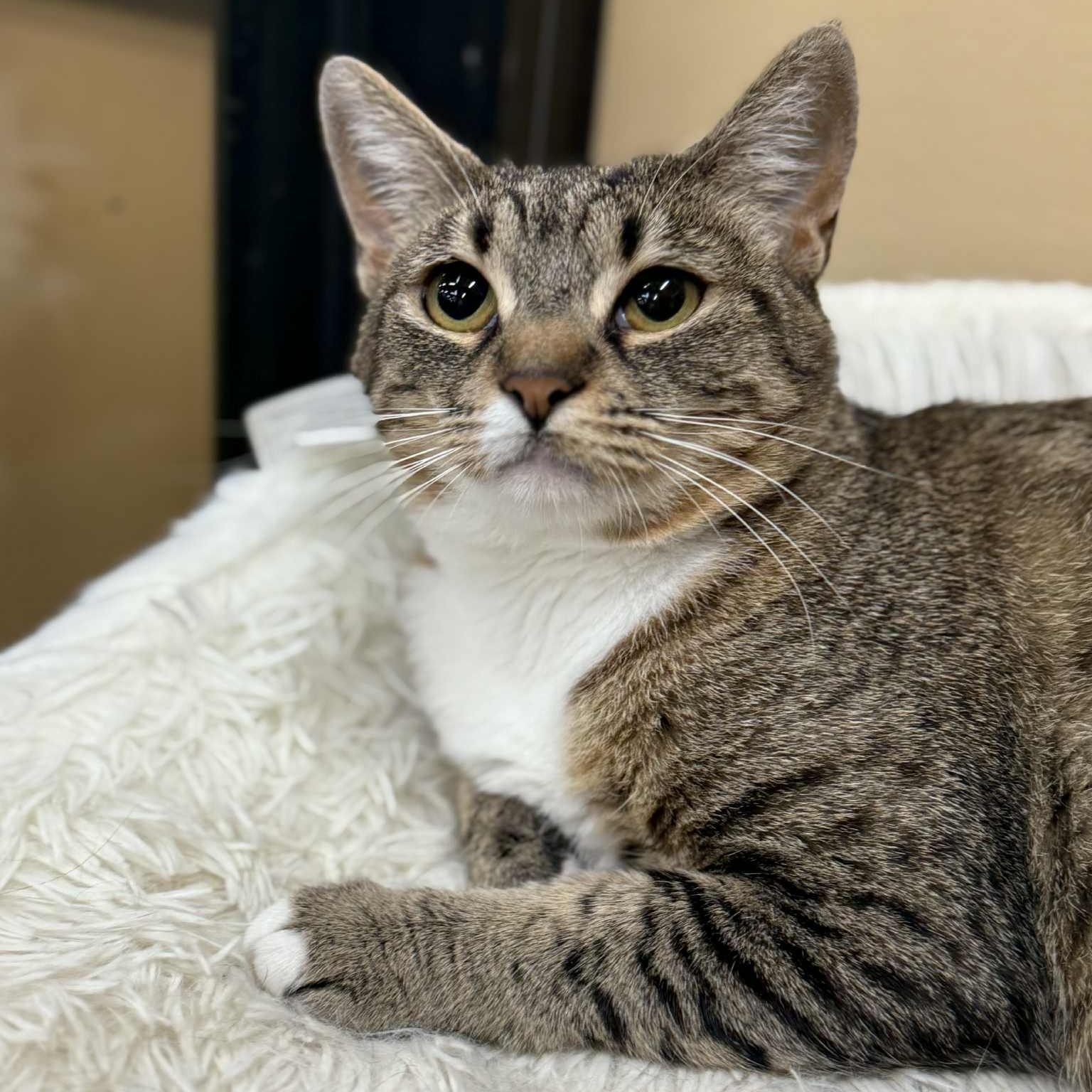 Enlarge Avana, a Adoptable mixed breed in Antioch, CA image 2/6