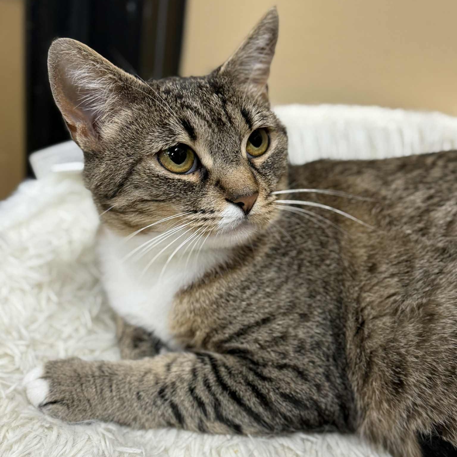 Enlarge Avana, a Adoptable mixed breed in Antioch, CA image 3/6