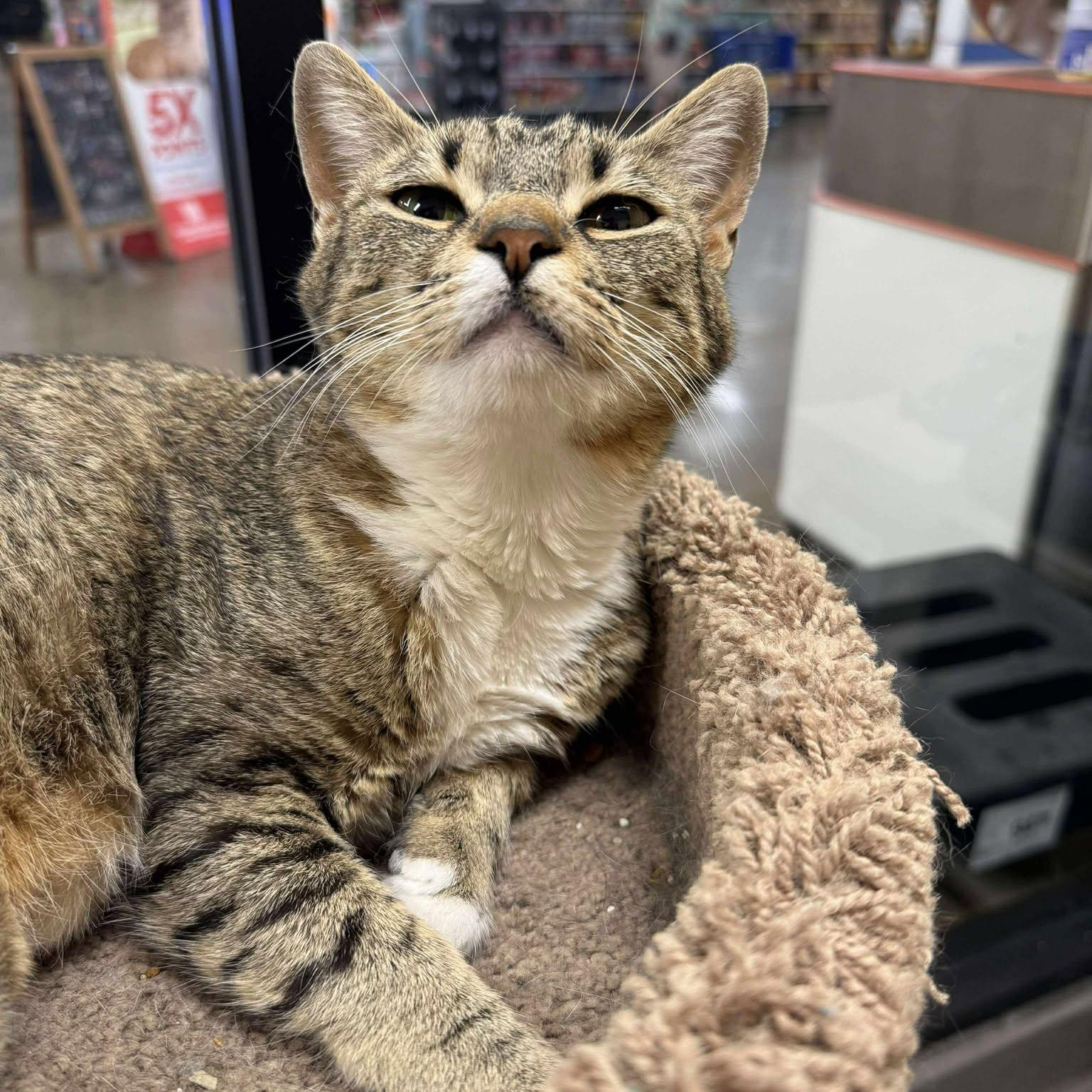 Enlarge Avana, a Adoptable mixed breed in Antioch, CA image 4/6