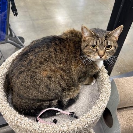 Enlarge Avana, a Adoptable mixed breed in Antioch, CA image 5/6