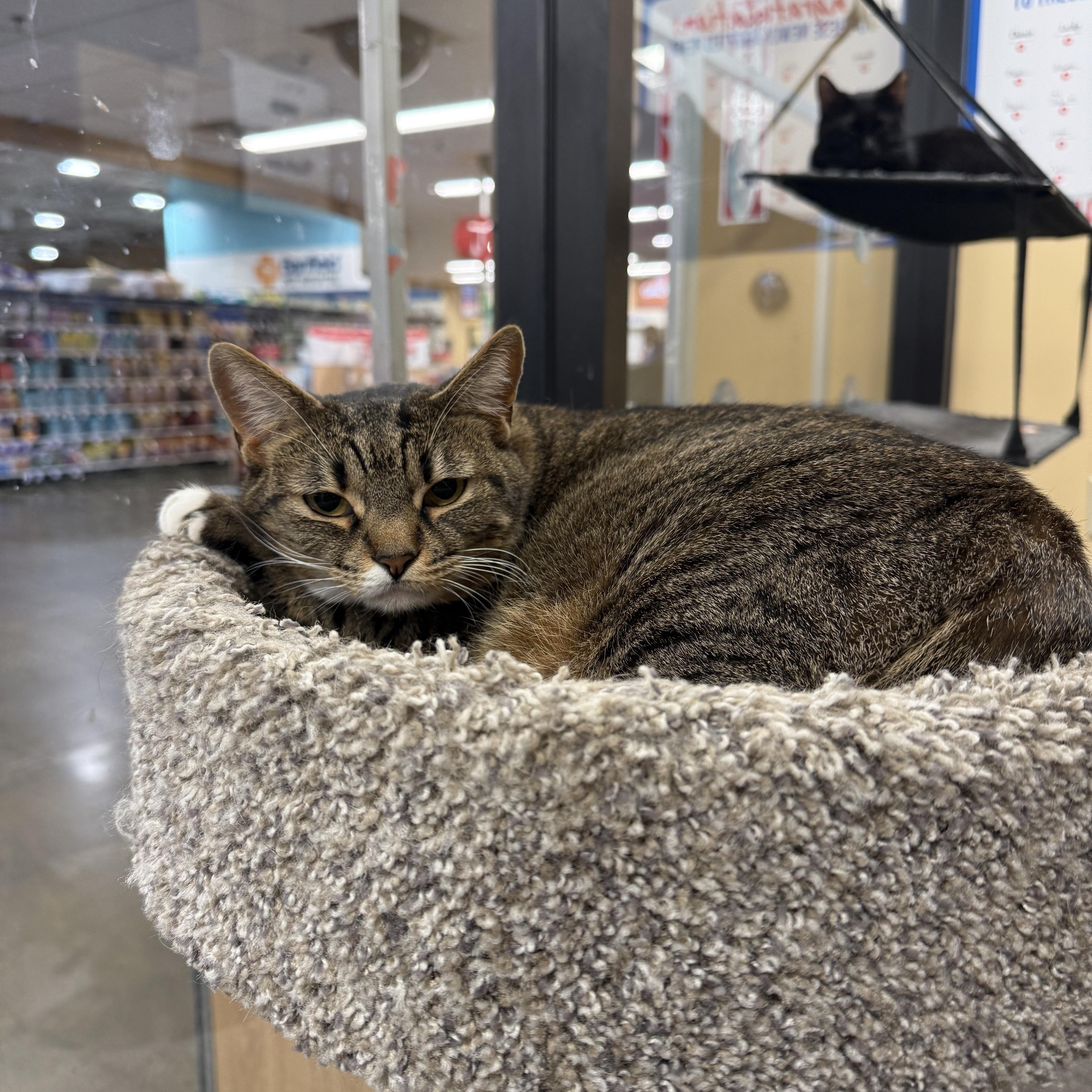 Enlarge Avana, a Adoptable mixed breed in Antioch, CA image 6/6