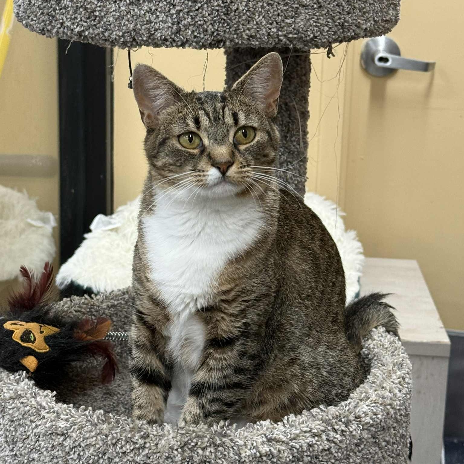 Avana, Adoptable, Adult Female Tabby.