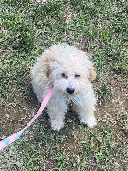 Enlarge Chloe, a Adopted mixed breed in Annapolis, MD image 3/3