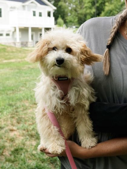 Enlarge Chloe, a Adopted mixed breed in Annapolis, MD image 2/3