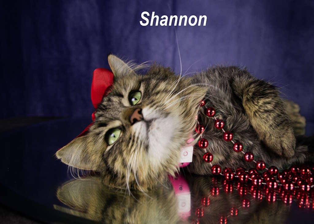 Enlarge Shannon, an adopted mixed breed in York, NE image 2/4