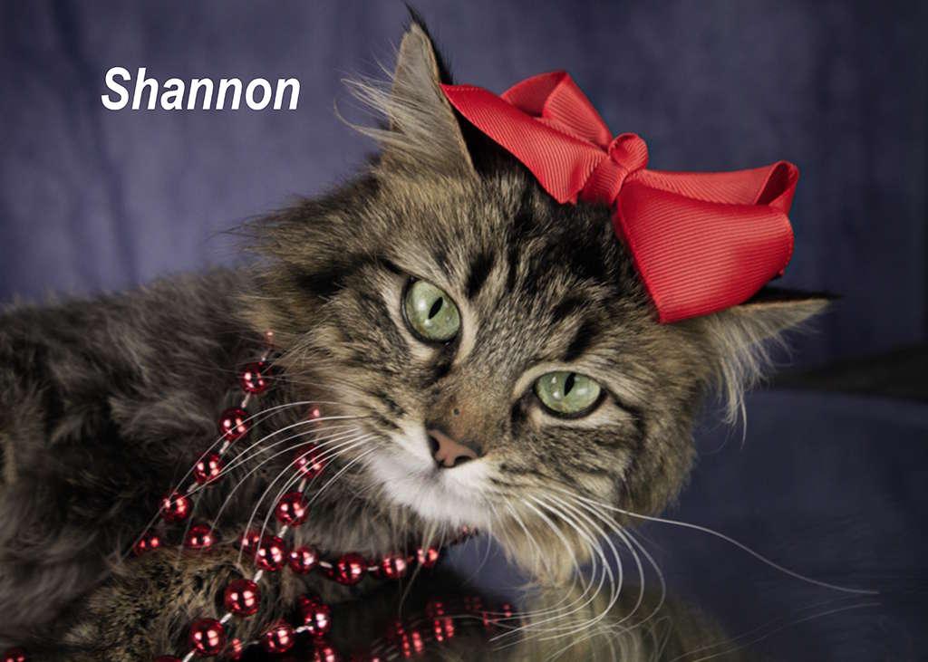 Enlarge Shannon, an adopted mixed breed in York, NE image 4/4