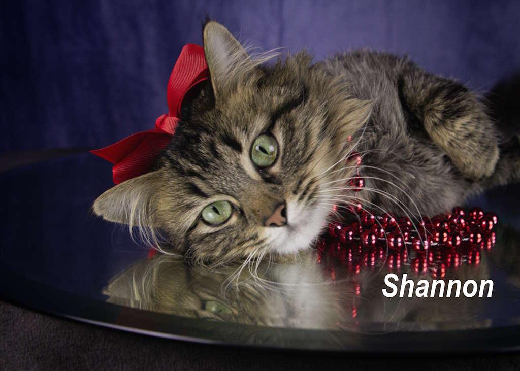 Enlarge Shannon, an adopted mixed breed in York, NE image 3/4