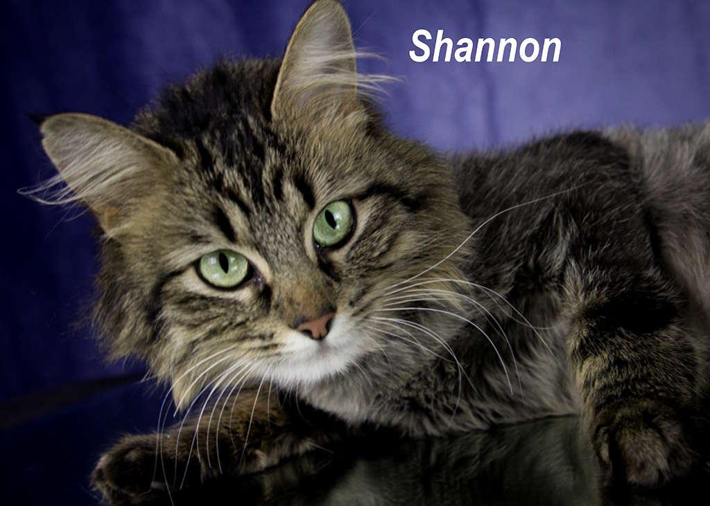 Shannon, adopted, Adult Female Domestic Long Hair & Tabby.