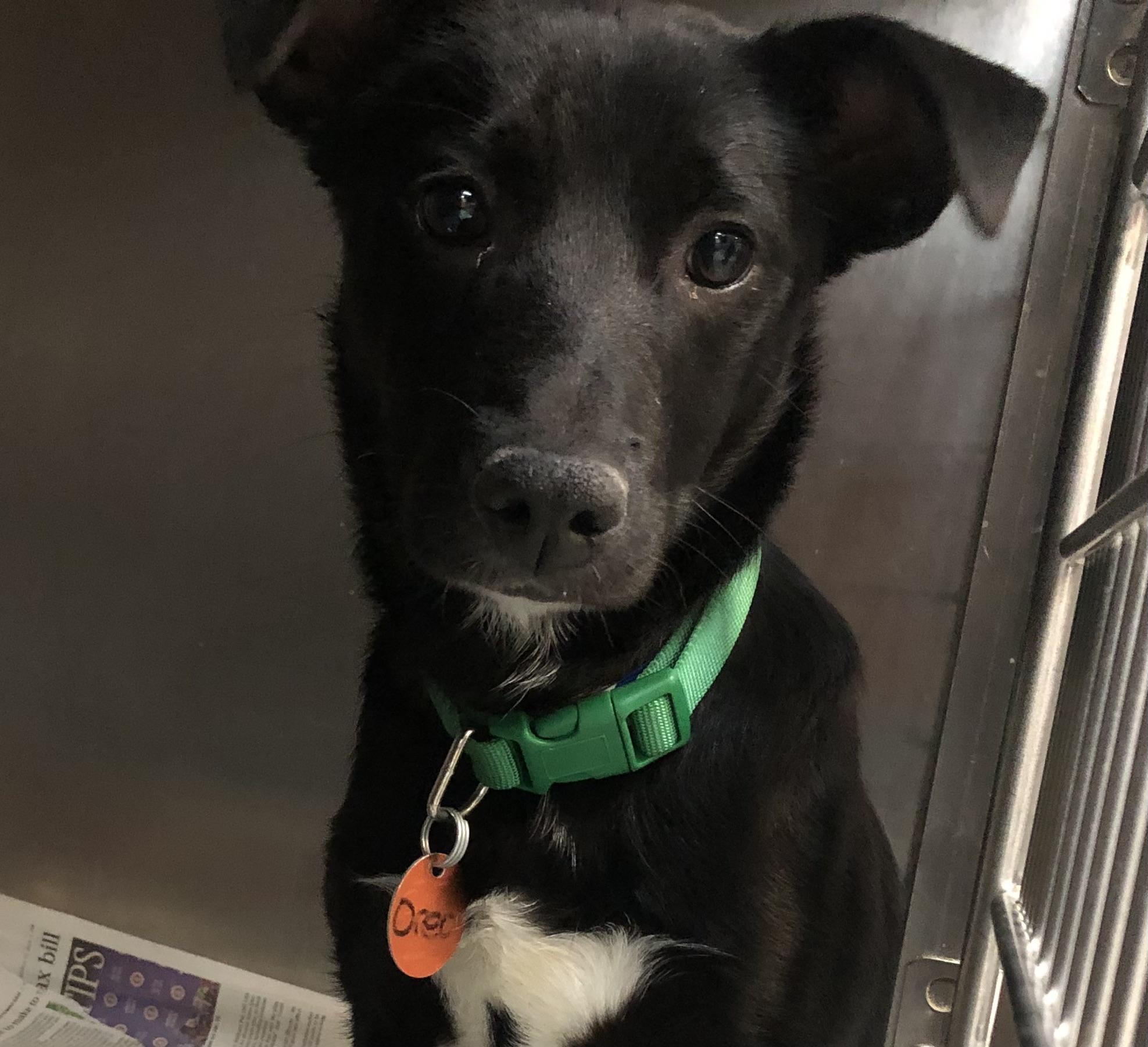Oreo, Adoptable, Puppy Male Labrador Retriever.