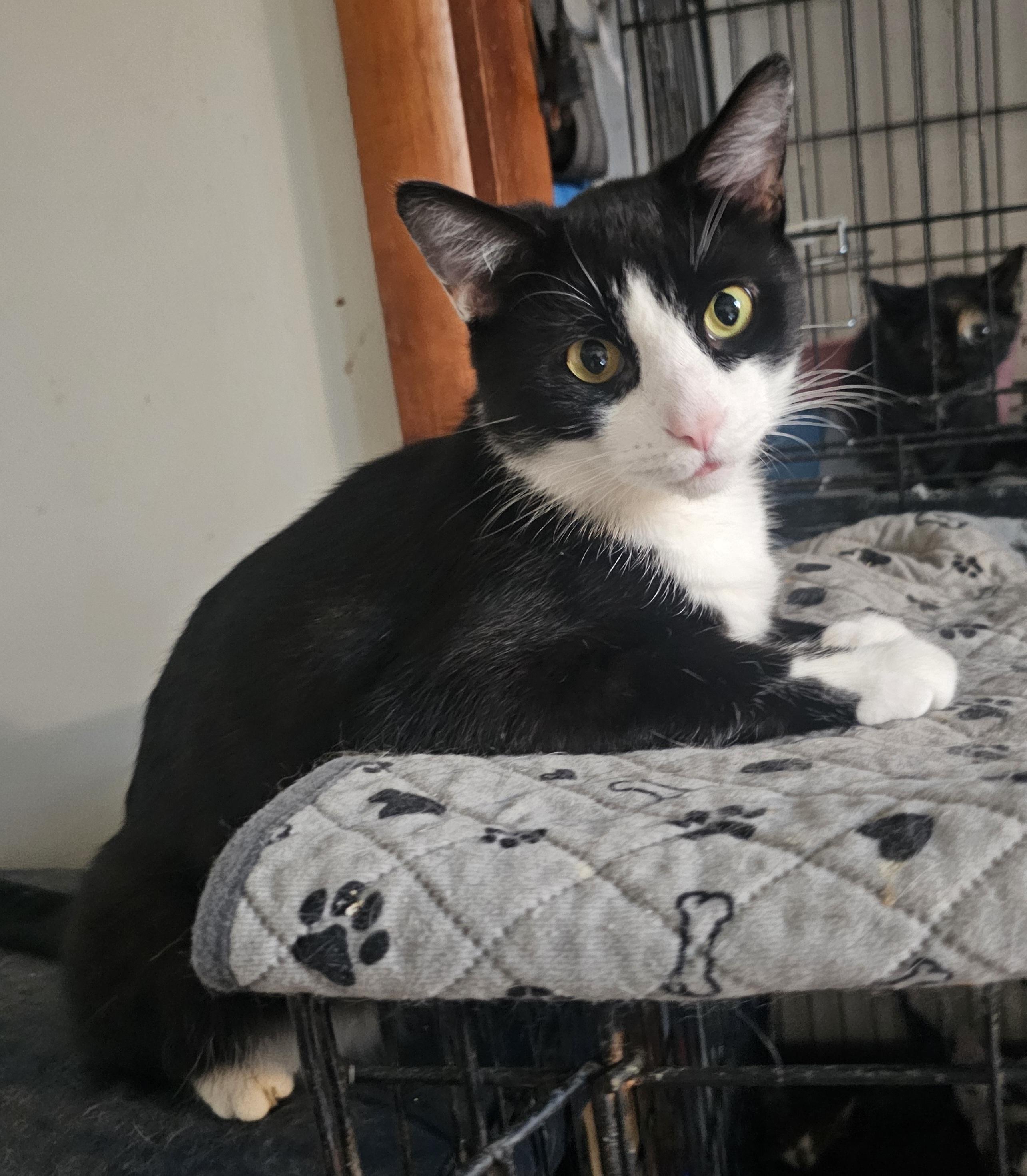 Sylvester, a Adoptable Domestic Short Hair in Greensburg, PA image 1/4