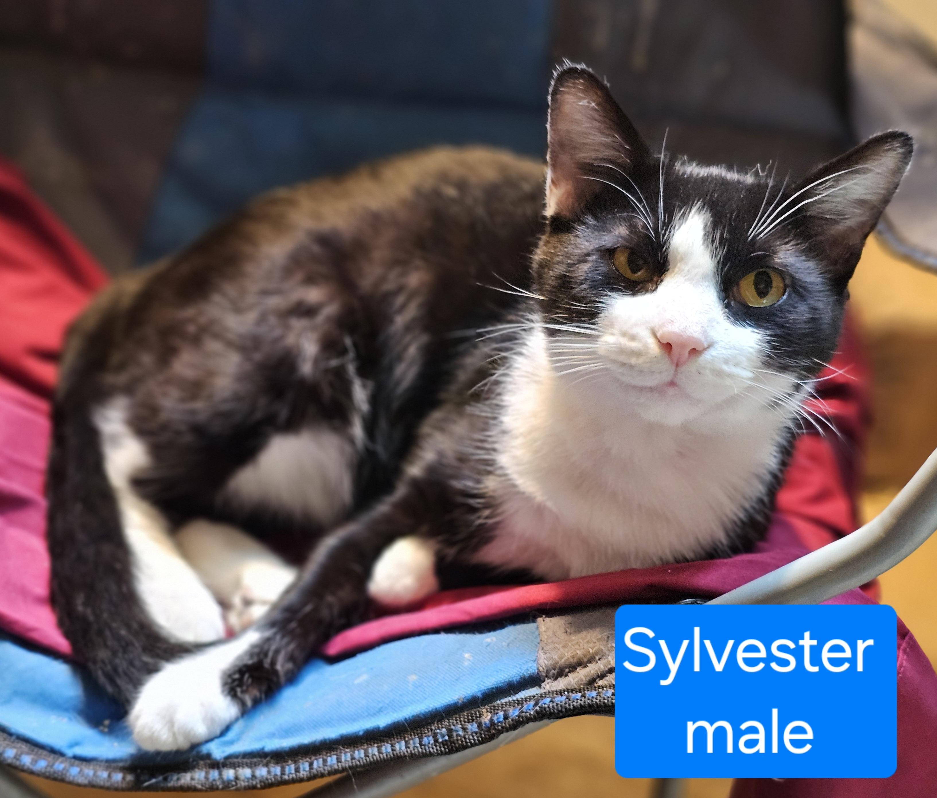 Sylvester, a Adoptable Domestic Short Hair in Greensburg, PA image 2/4