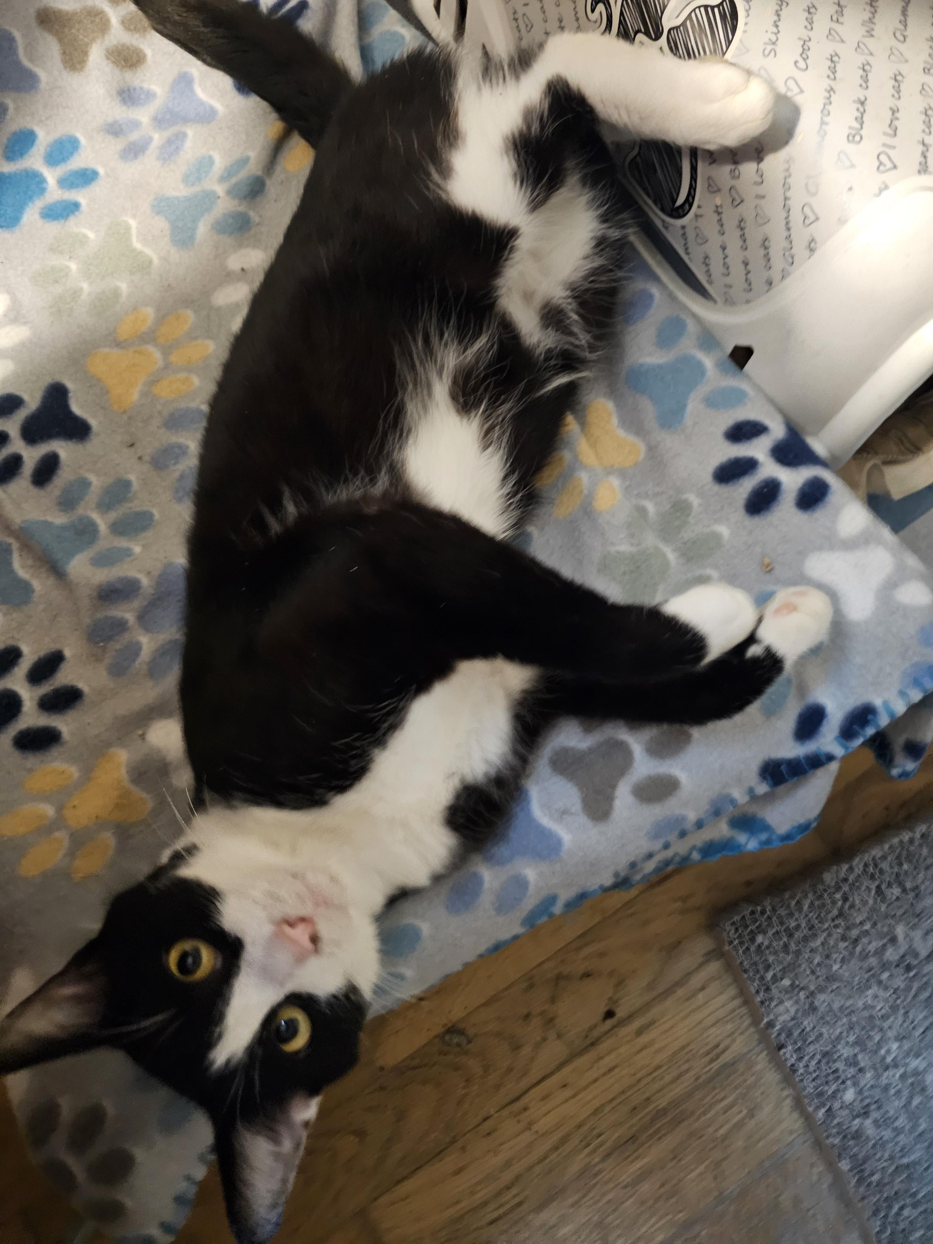 Sylvester, a Adoptable Domestic Short Hair in Greensburg, PA image 3/4