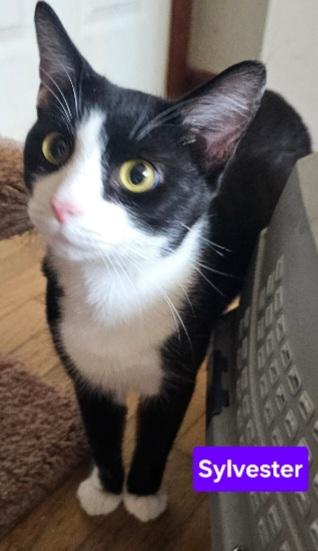 Sylvester
