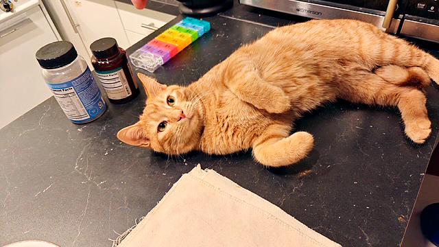 Enlarge Sonny, a Adoptable Domestic Short Hair in Pittsburgh, PA image 1/2