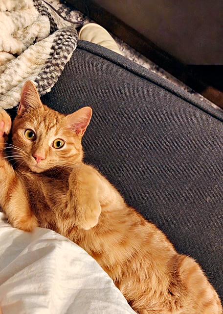 Enlarge Sonny, a Adoptable Domestic Short Hair in Pittsburgh, PA image 2/2