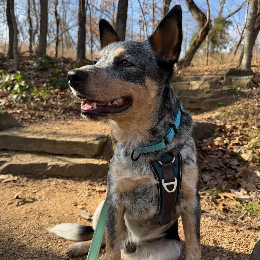 Bluey, Adoptable, Young Male Mixed Breed.