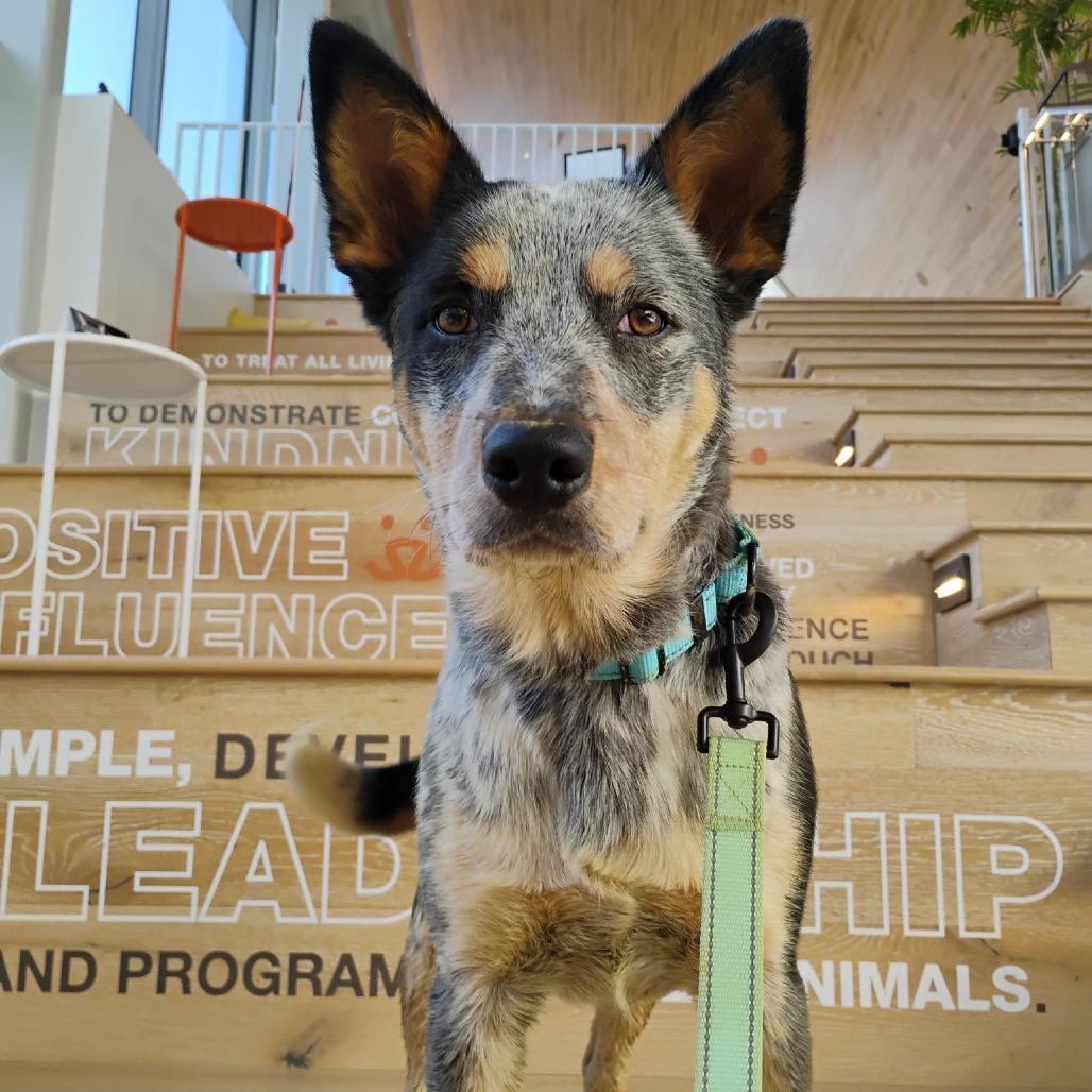 Bluey, Adoptable, Young Male Mixed Breed.