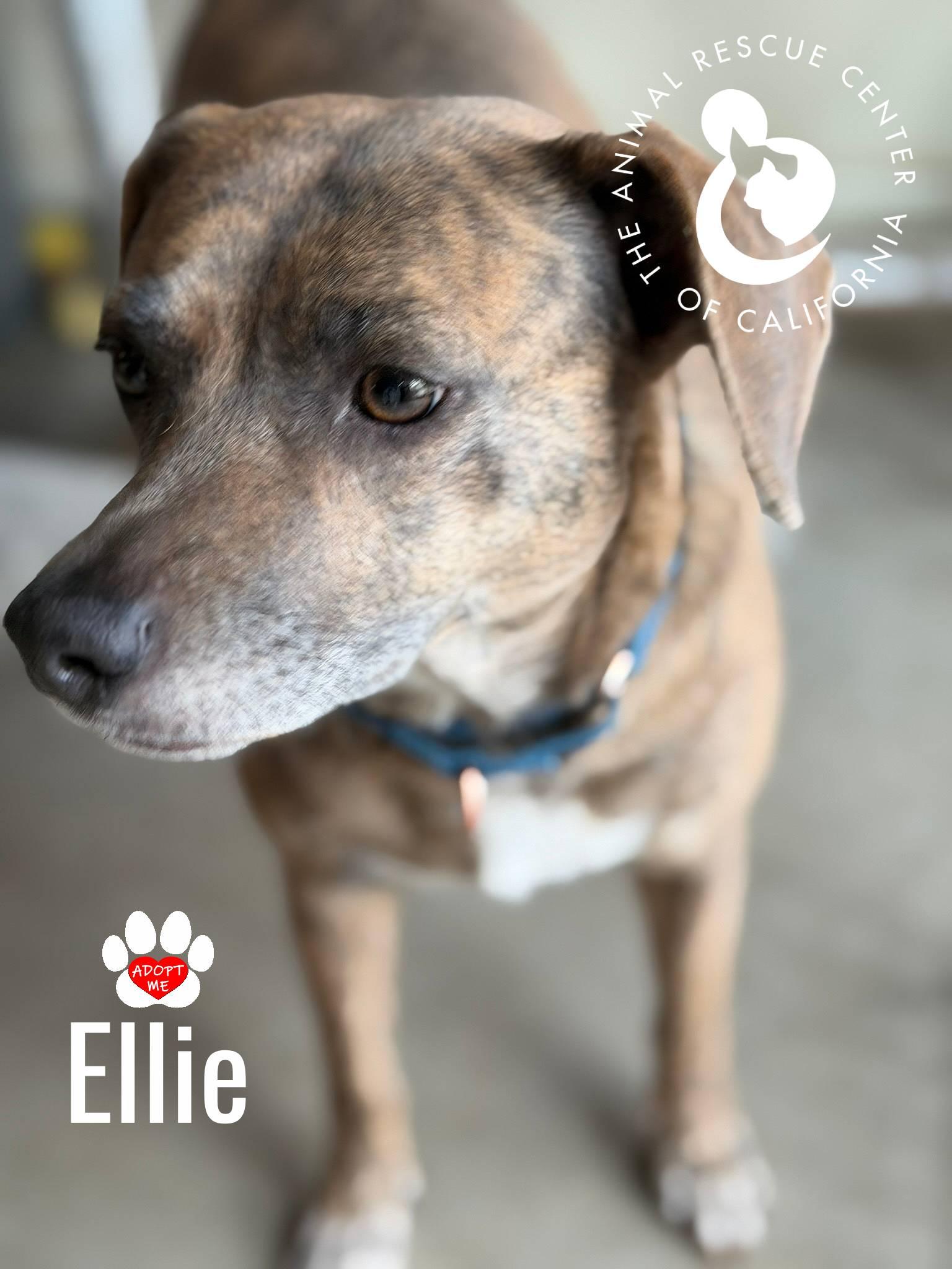 Ellie, a Adoptable mixed breed in Coachella, CA image 3/4