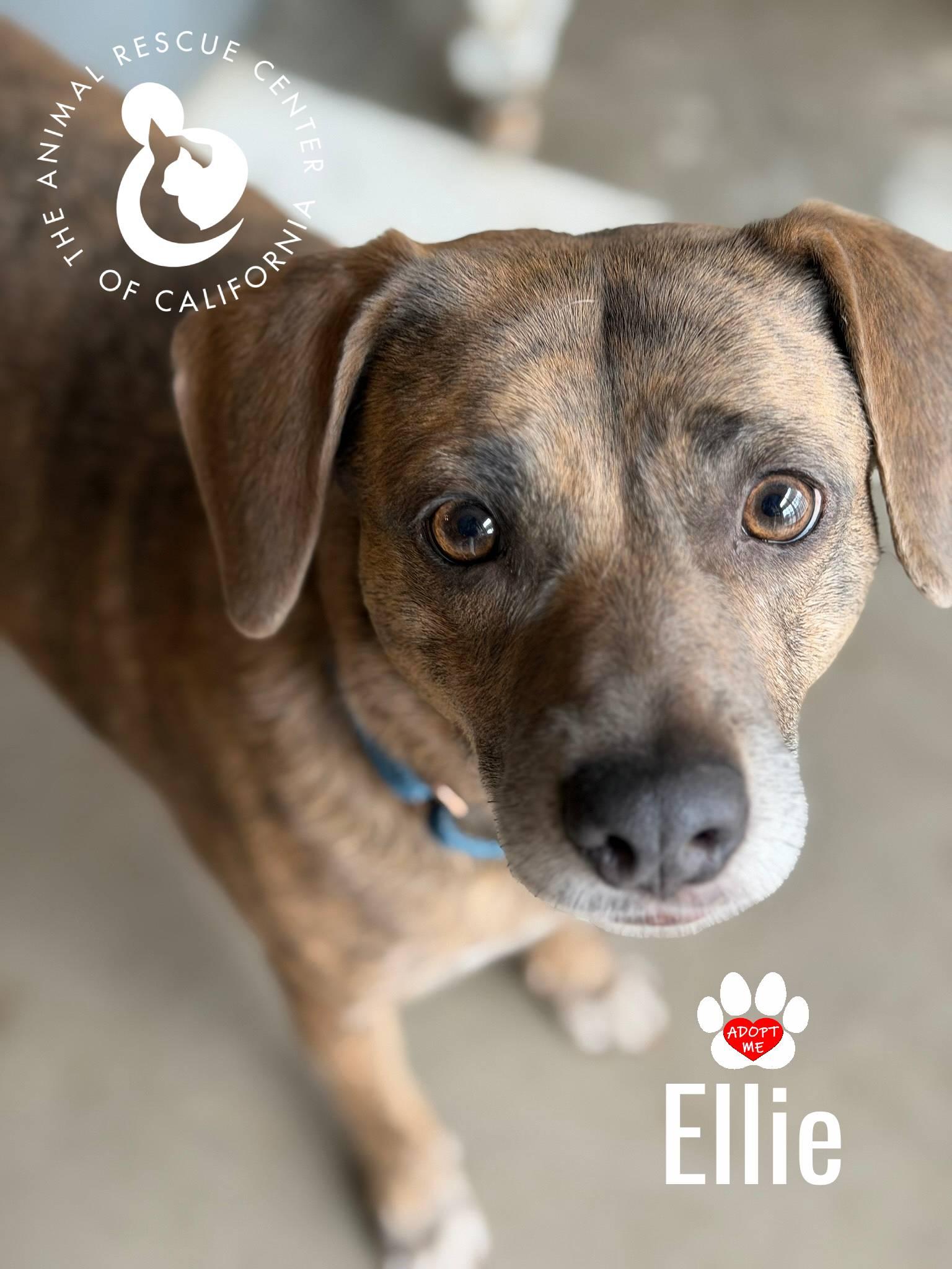 Ellie, a Adoptable mixed breed in Coachella, CA image 2/4