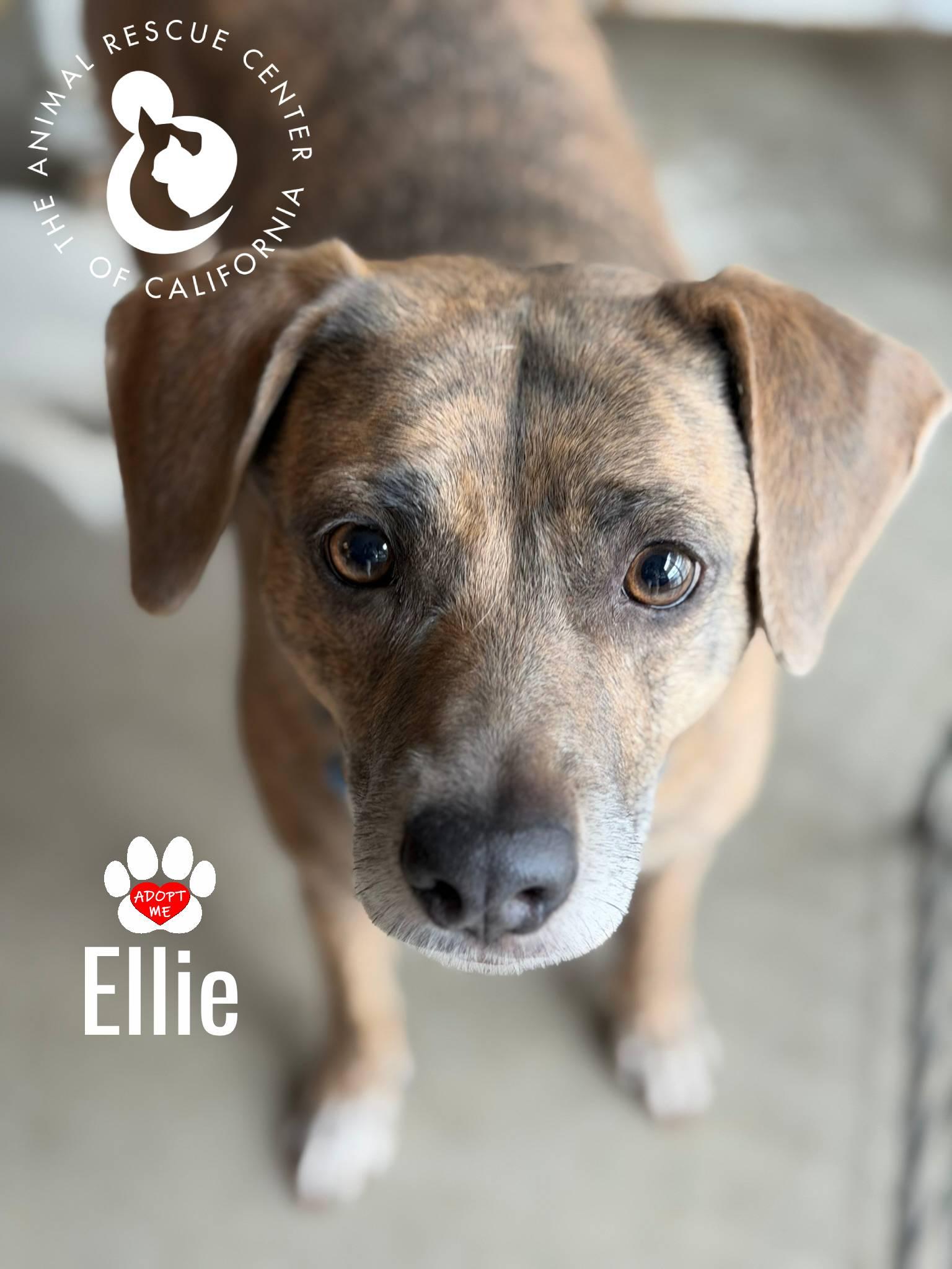 Ellie, a Adoptable mixed breed in Coachella, CA image 1/4