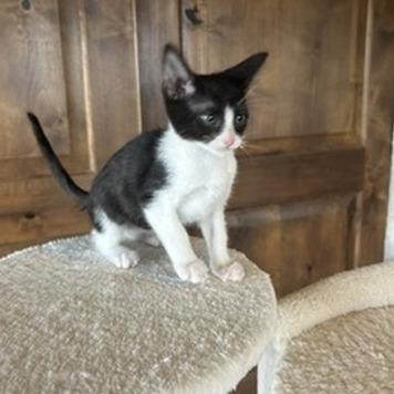 Enlarge Zippy, a Adopted Domestic Short Hair in Prescott, AZ image 1/3