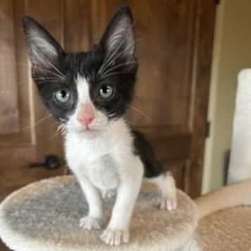 Enlarge Zippy, a Adopted Domestic Short Hair in Prescott, AZ image 2/3