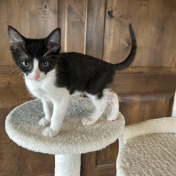 Enlarge Zippy, a Adopted Domestic Short Hair in Prescott, AZ image 3/3